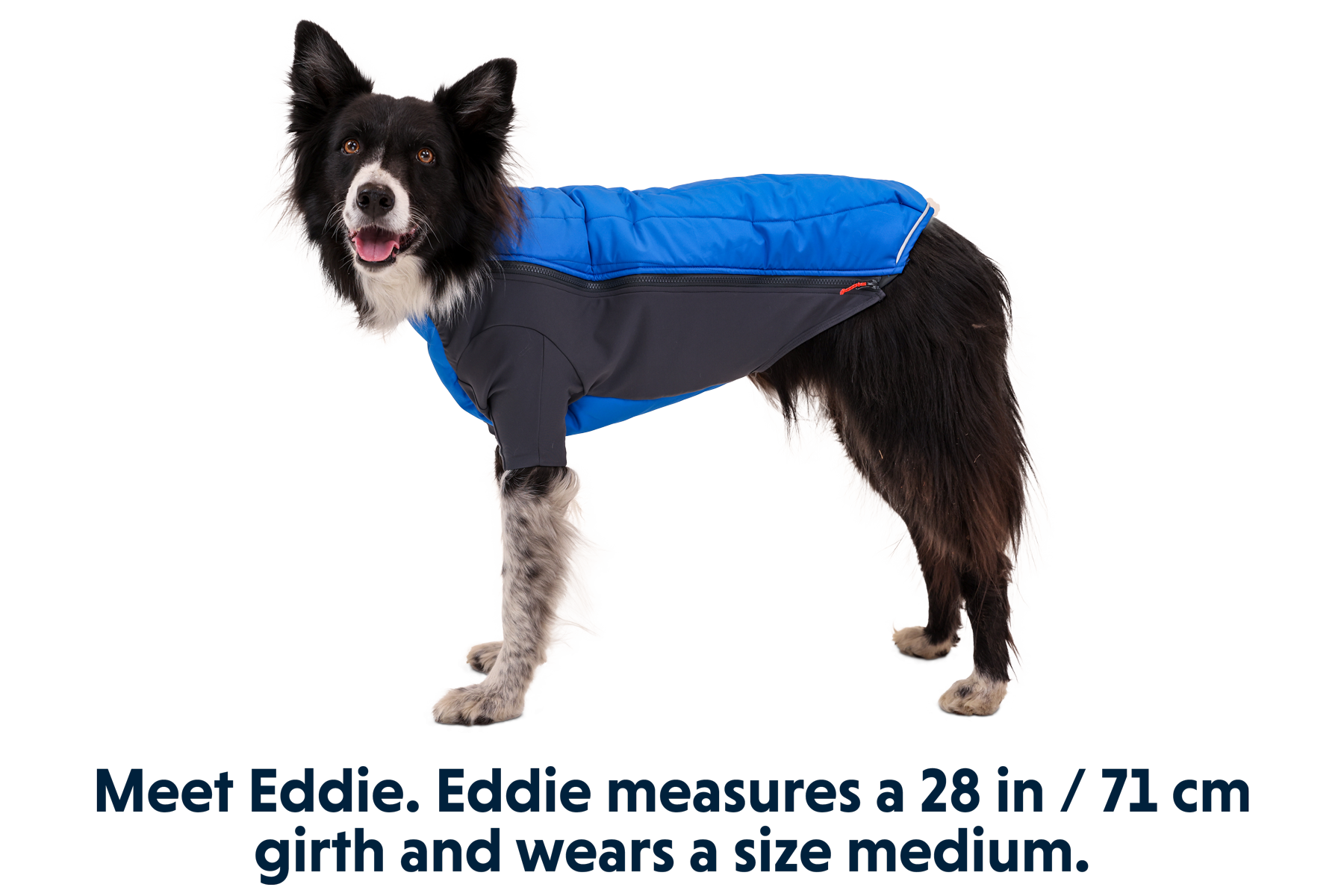 05702_Powder-Hound_Blue-Pool_EDDIE_Medium_181977a3-c8bd-4cd3-ad20-72040025fa98.png