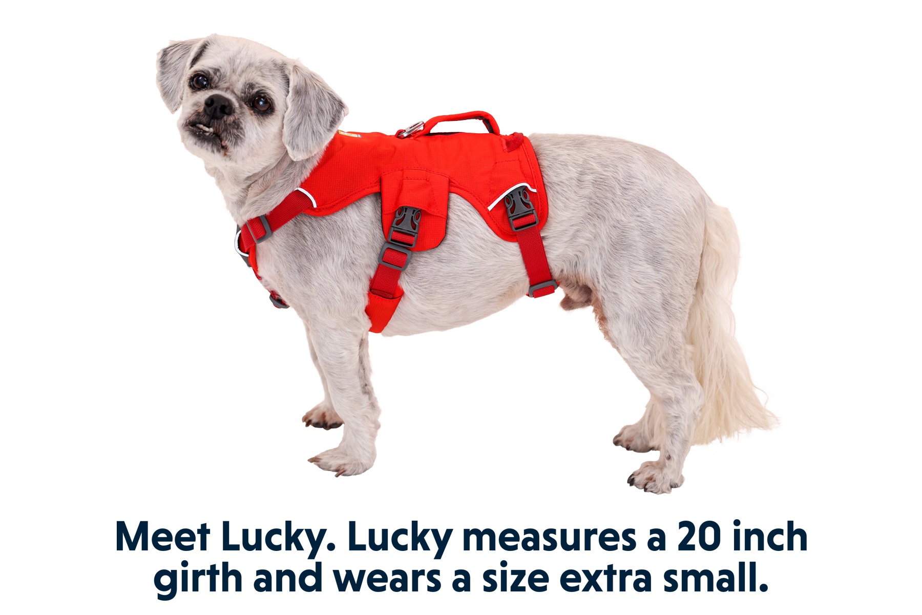 30103_Web-Master-Harness_Red-Sumac_LUCKY_XSmall.png