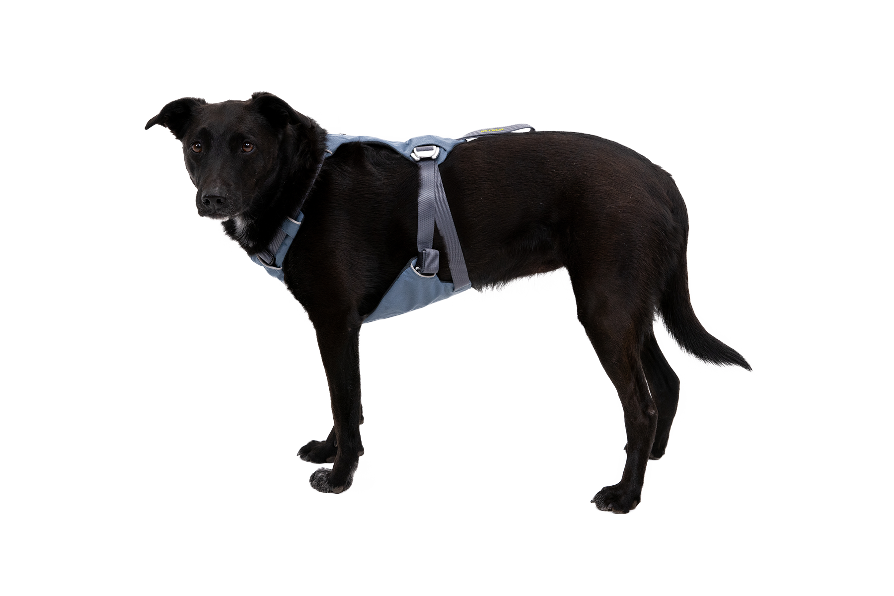 30602_Load-Up-Harness_Slate-Blue_BAYA_Small_No-Text.png