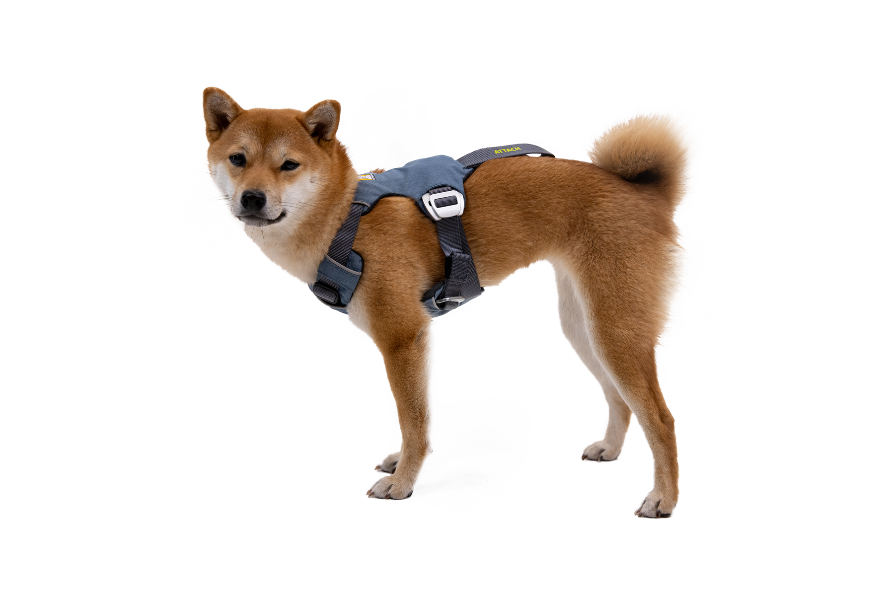 30602_Load-Up-Harness_Slate-Blue_Peyton_XXSmall_No-Text.png
