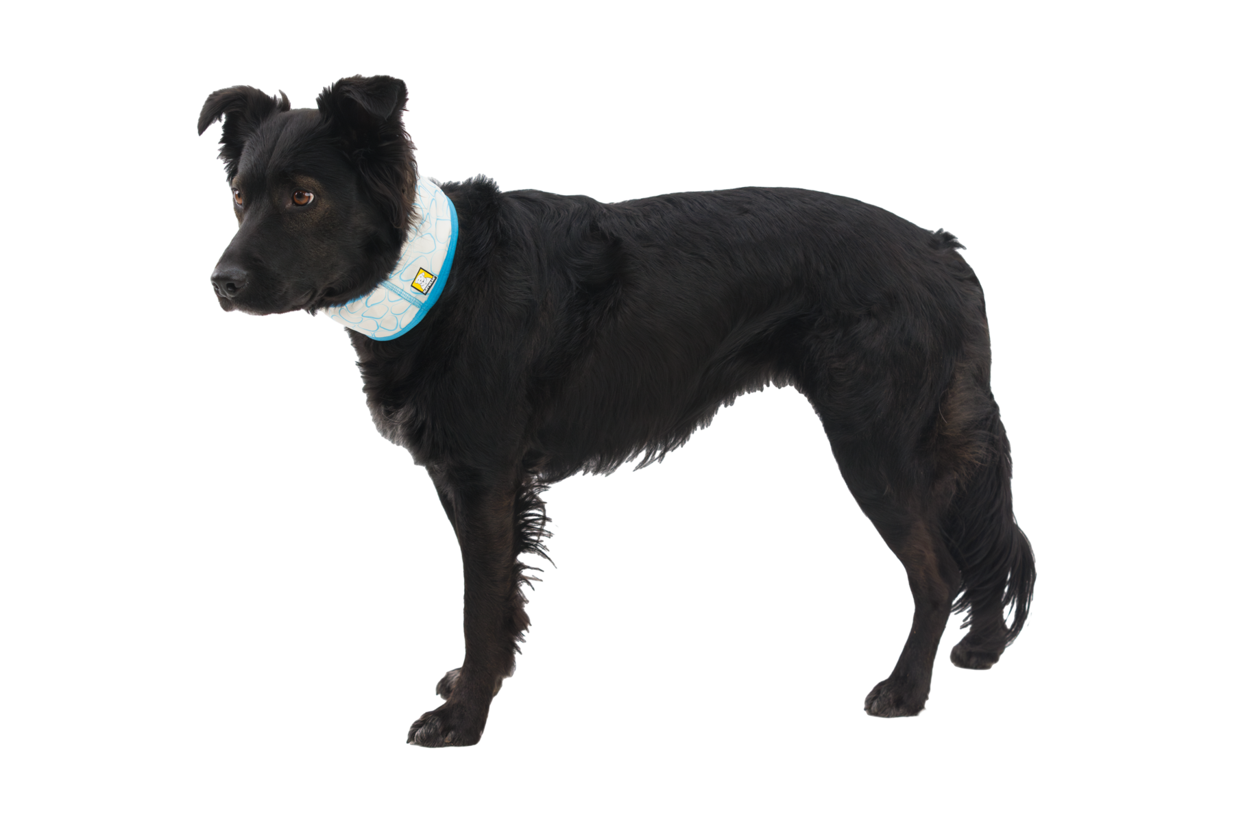 CompressedPNG-05461_Swamp-Cooler-Neck-Gaiter_Biolumin-Blue_On-Dog_STUDIO.png
