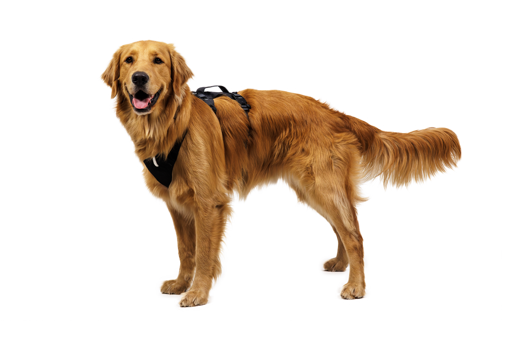 CompressedPNG-3090_Ridgeline-Harness_Obsidian-Black_On-Dog-3_STUDIO.png