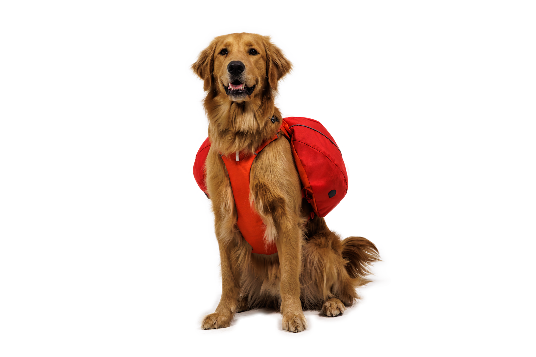 CompressedPNG-50204_Palisades-Pack_Red-Currant_On-Dog-2_STUDIO.png